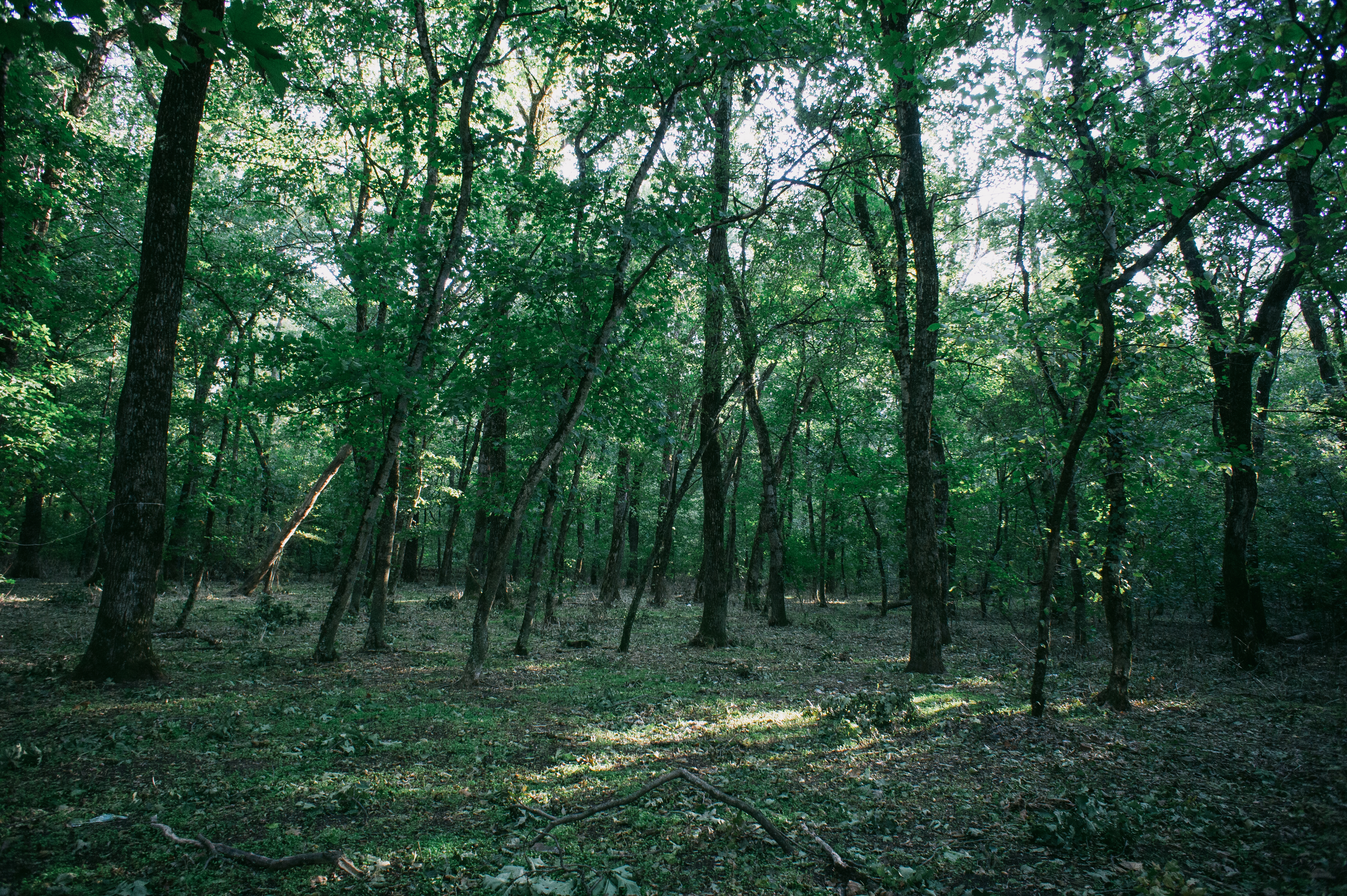 В Челбасском лесу